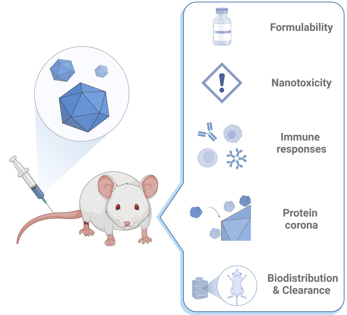 📢In vivo fate of systemically administered #encapsulin protein nanocages and implications for their use in targeted #drugdelivery 🙌

We asked "What the heck happens to #protein #nanoparticles inside the body?" ...find out here 👇😎

#synbio #nanomedicine
biorxiv.org/content/10.110…