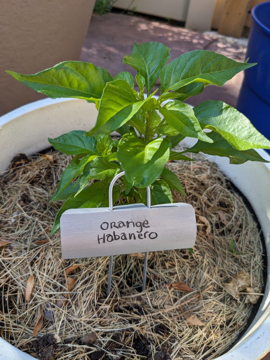 SeedSandia's tweet photo. Salsa gardening in Colorado.   #salsagarden #peppers #pepperseeds #seeds #sandiaseed #seedcatalog https://t.co/jL26PcXUML