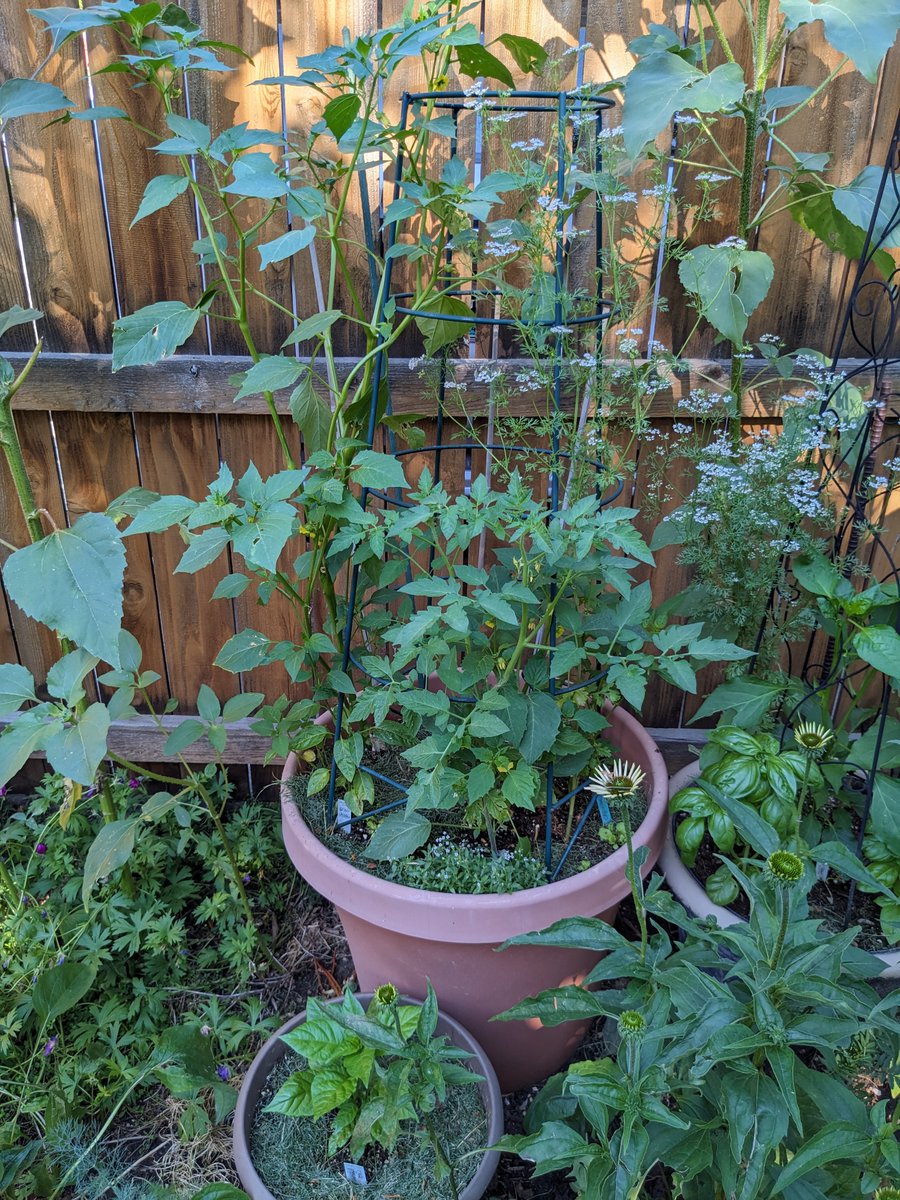 SeedSandia's tweet photo. Salsa gardening in Colorado.   #salsagarden #peppers #pepperseeds #seeds #sandiaseed #seedcatalog https://t.co/jL26PcXUML