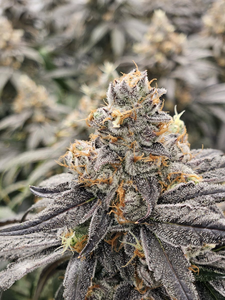 SunnySolarRays's tweet photo. Can you guess the LP?
Bonus points if you guess the cultivar! https://t.co/6sdcJ9pfaV