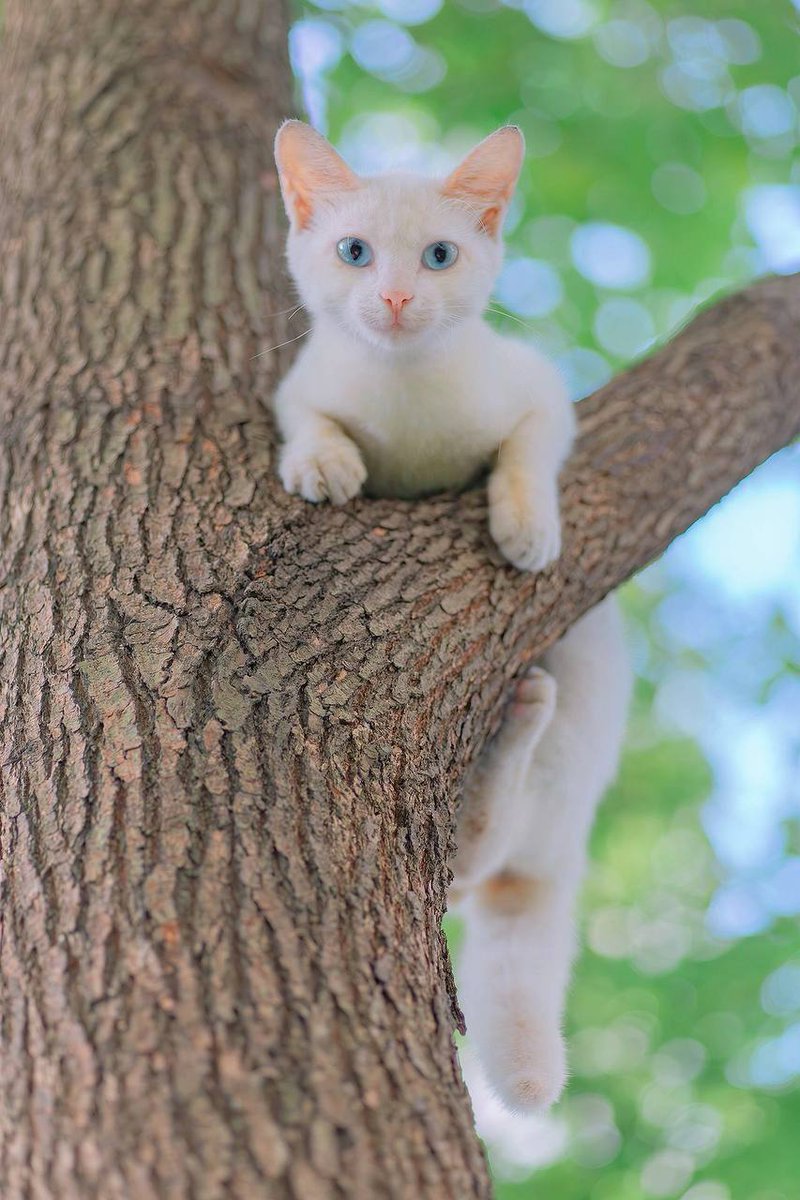 Upside down white, summer vacation with a twist ||| Continue posting this little white cat, thought it was stuck up there and couldn't get down, but it turns out to be a different tree every day.
#capturing early summer with a lens #national cat photography #cats #pets #animals https://t.co/btZsz03aOZ