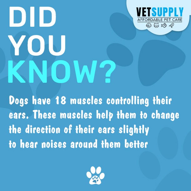 Did you know?

#didyouknow #doglove #pets #funfacts #animalfacts #petparents #petsofaustralia #vetsupplyau #petfacts #dogfacts #cats #cat #camels #giraffe