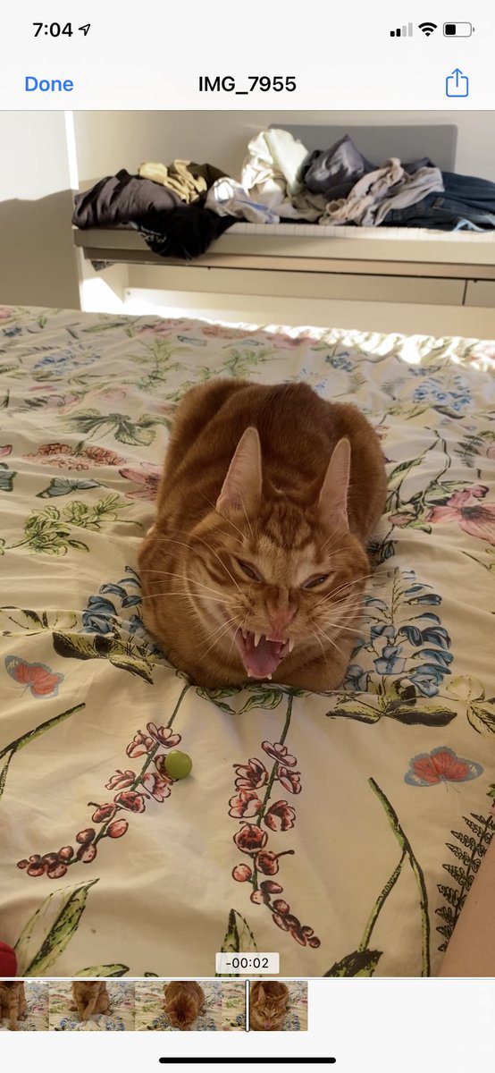 JiNz🇦🇺🇺🇸🇯🇵🦣🍈 tweet media