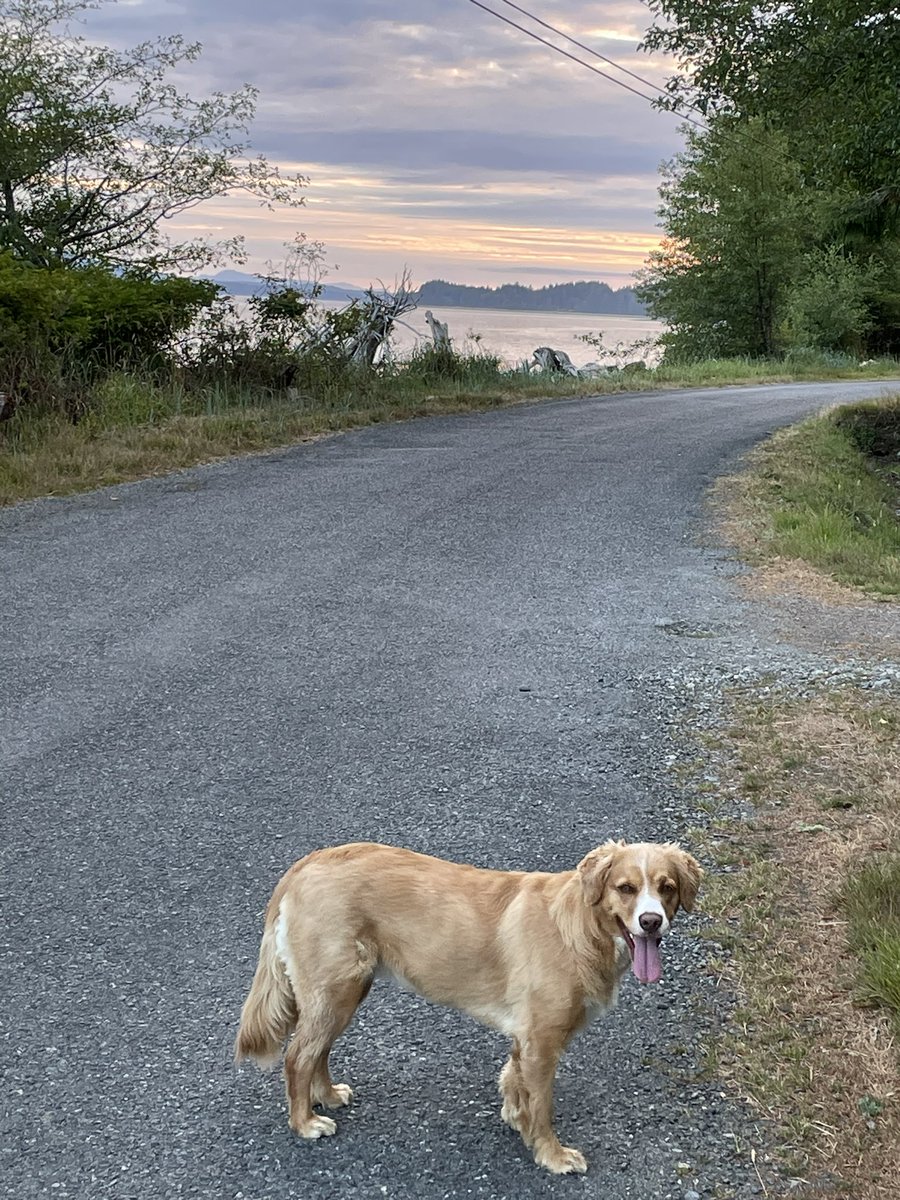 Beautiful night for a walk with the dog.