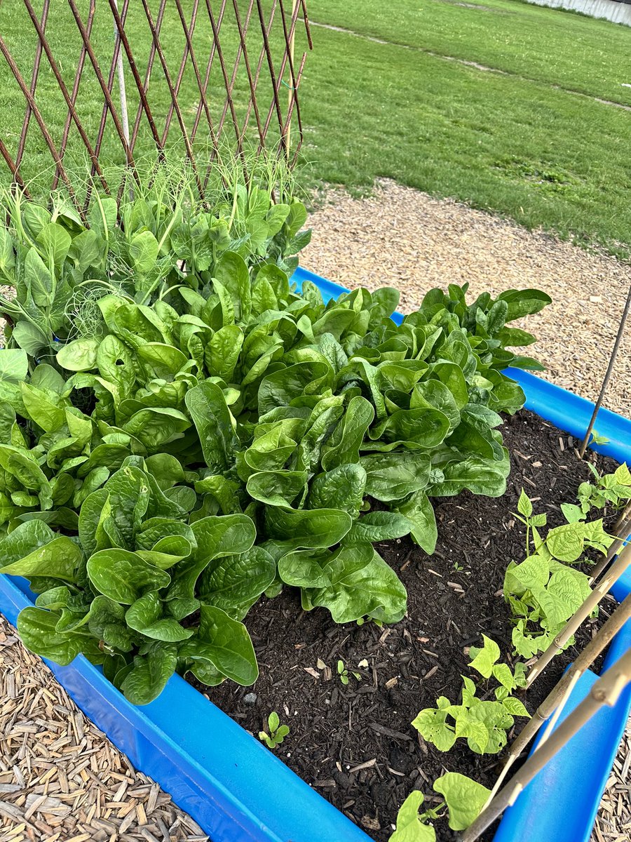 Tomsett School tweet media