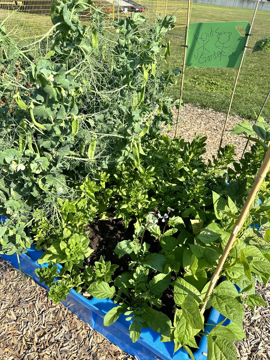 Tomsett School tweet media