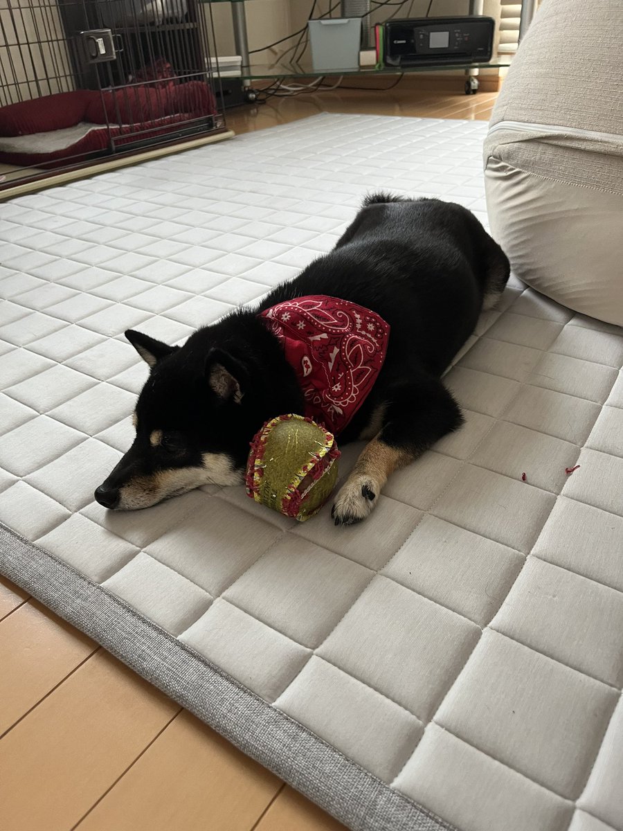 Shibainukonatu's tweet photo. おもちゃとお昼寝🐶

#柴犬 #豆柴こなつ #犬  #黒柴 #豆柴
#shibainu #shiba  #pets #愛犬
#lovedog #멍스타그램 #개스타그램　#시　#dog  #pet  #animal https://t.co/ZxKgOLjvxW