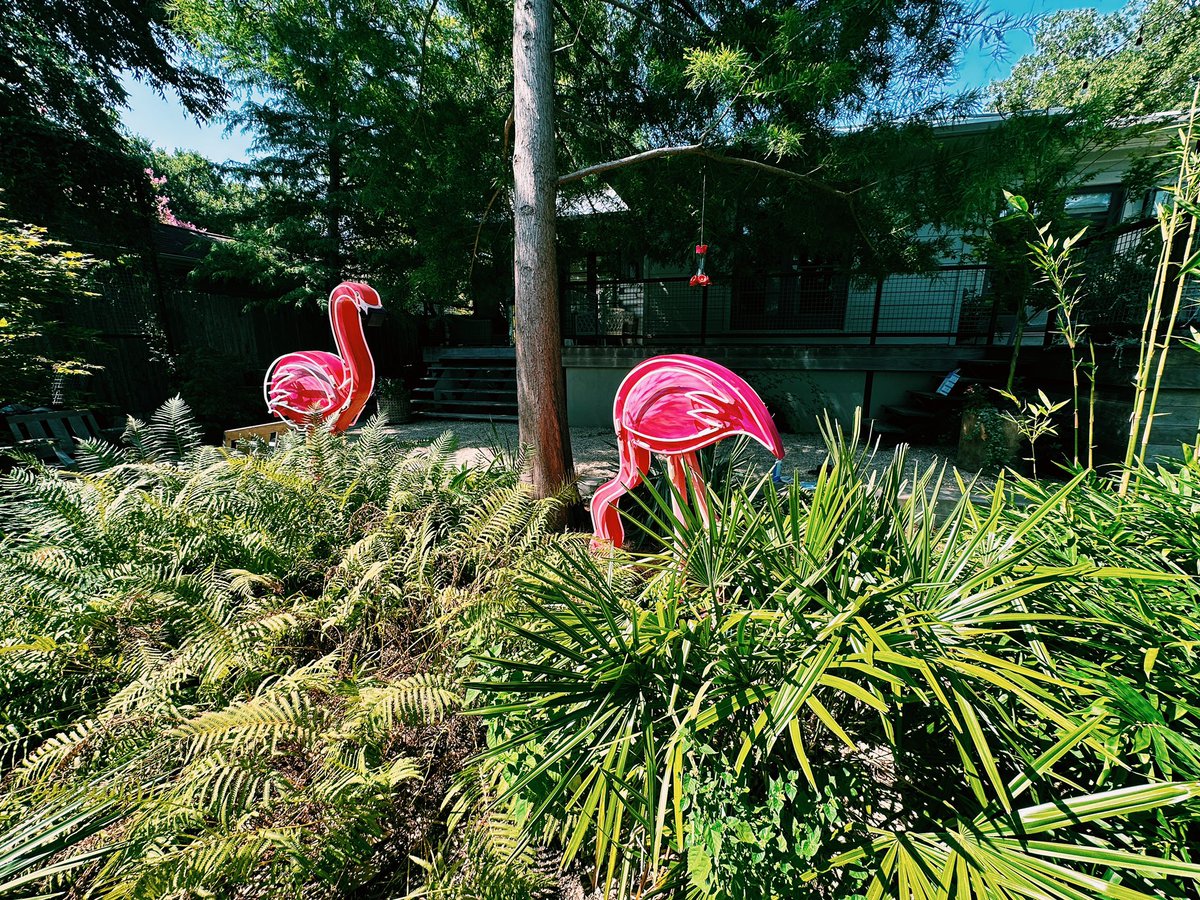 #flamingo #hotsummer