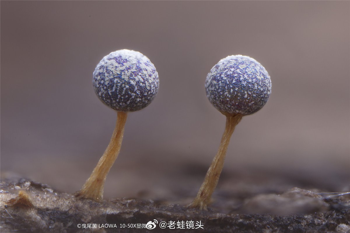 Photo Rumors on Twitter: "Venus Optics Laowa Aurogon FF 10-50x NA0.5