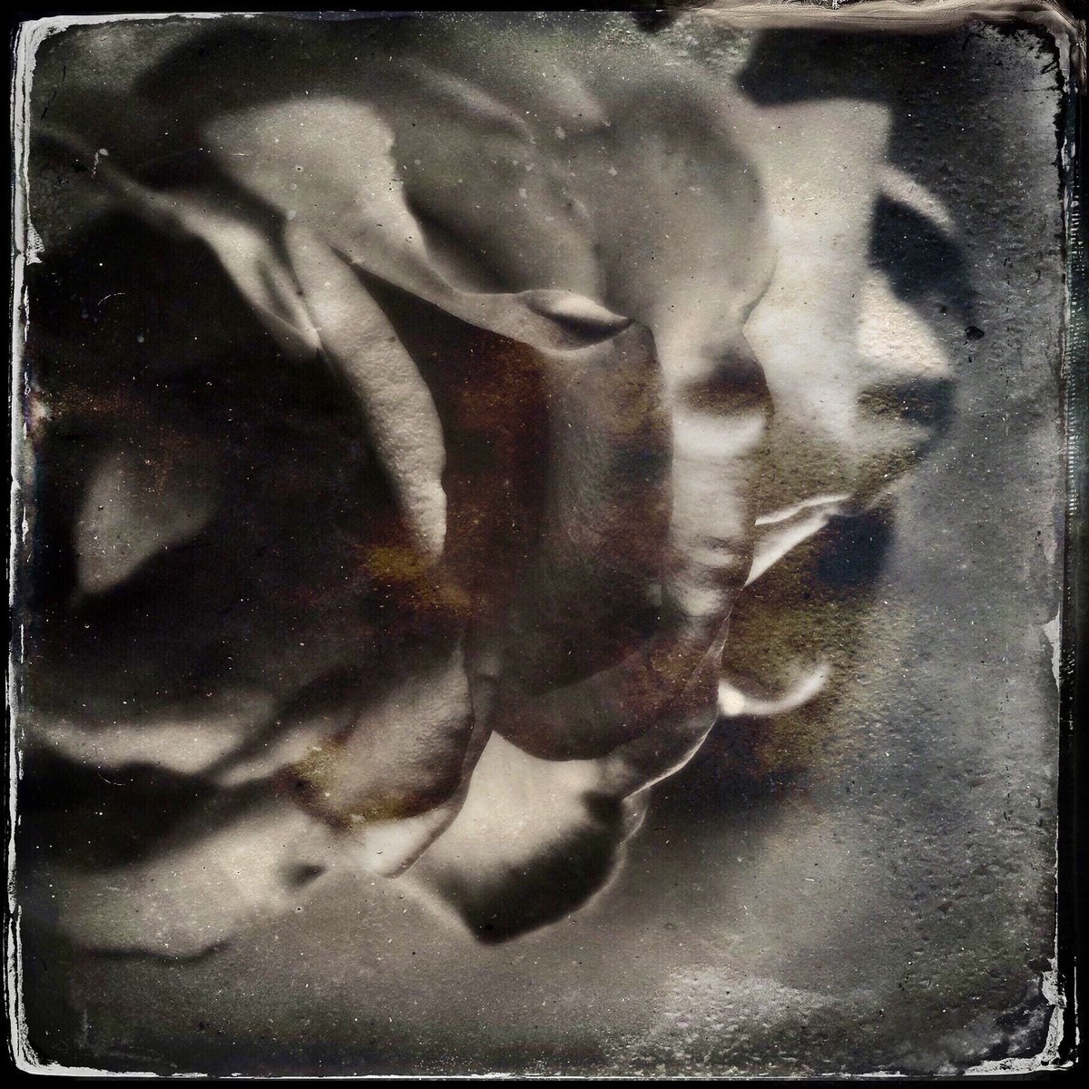 sdetroy's tweet photo. "Las Flores Divinas: La Fuerza" my fourth #nft #TEZOSTUESDAY #Rose imagery - an historical adoration for iconic flowers which we use to express love, sorrow, regret, hope, passion. 4 #tezos 
#nftcollection #rosecollection #floralart #RoseGarden #editions
https://t.co/v5hT3nWZ3C https://t.co/dGd4eKWDxe