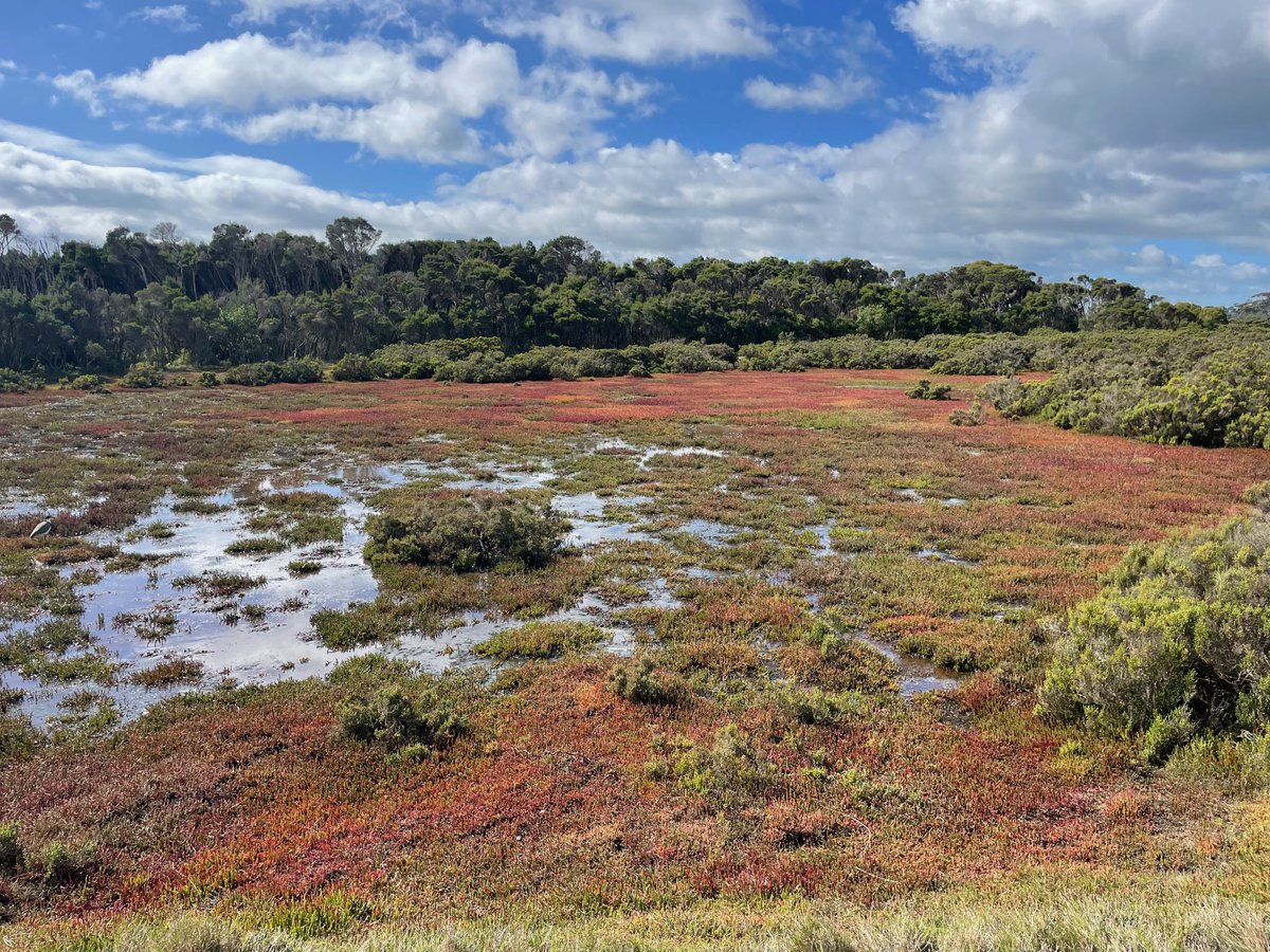 Prof. Peter Macreadie tweet media