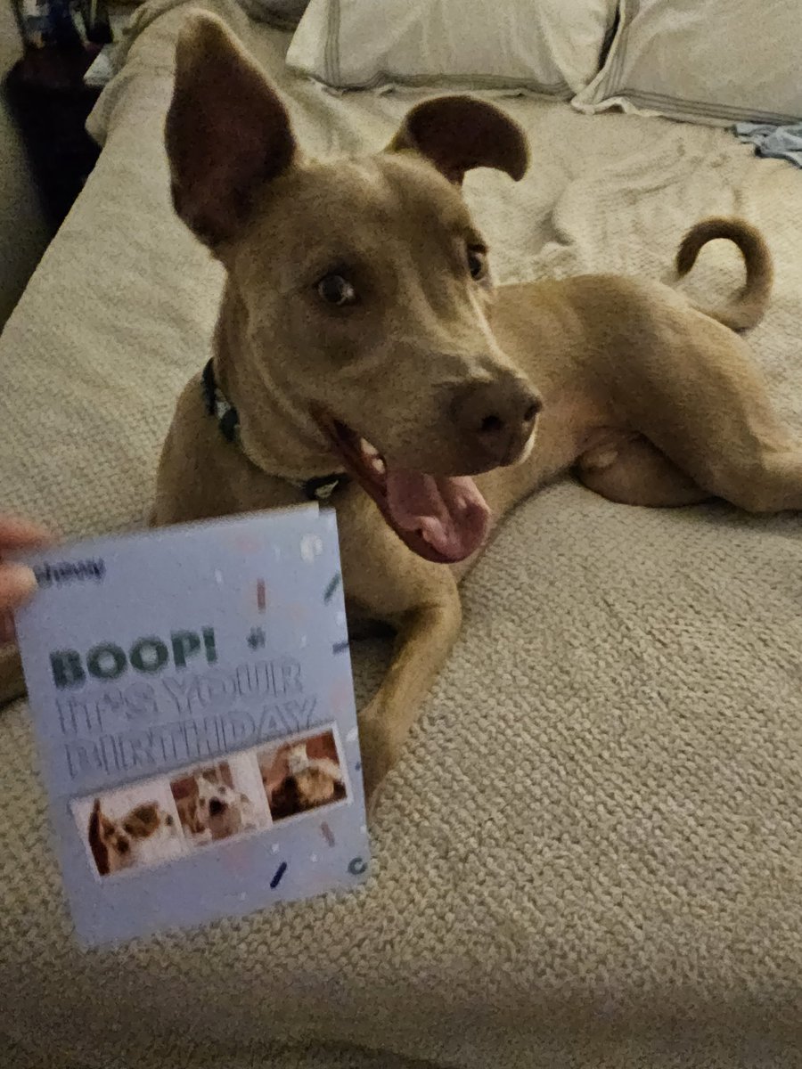 Dear @Chewy 

Thank you SO MUCH for my birf'day card! I'll be TWO on Sunday! Imma big boy! How did you KNOW? 

PS, you has funny commercials!

Now I smile & pose for you all! 

#chewy #birthday #dogsoftwitter #hooligansquad #bigfun