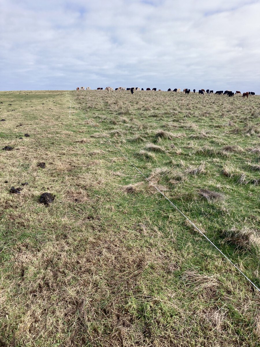 BarneyHales's tweet image. Turning rough pasture into a resource #makethem eat it#nofeedinghayhere#leaveintheshed#springnotfaraway