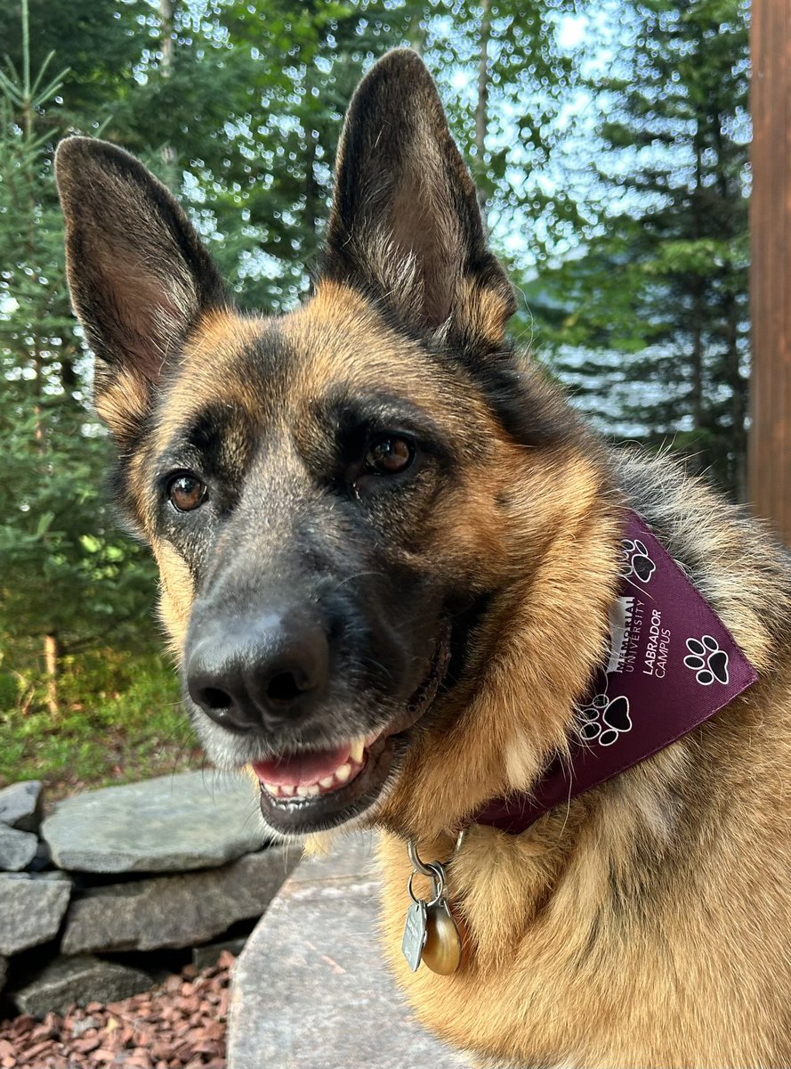 PerryTrimper's tweet photo. And was able to purchase a new bandanna for #Kracker https://t.co/RiBhaHvR5j