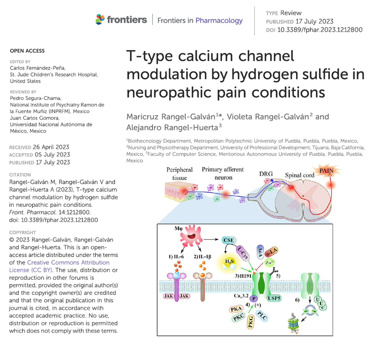 marirangal's tweet photo. A review article was recently published that will be developed as part of the special issue "Global Excellence in Ion Channel Pharmacology and Channelopathies: A Latin American Perspective". 
https://t.co/nsmEteWvAY https://t.co/1Gz9Tf8p2v
