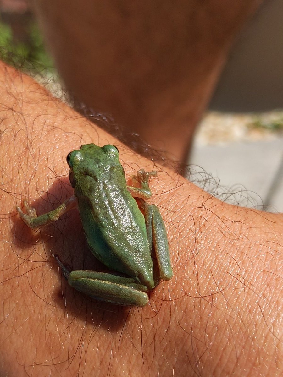 AmandaWhispell's tweet photo. Hey Twitter - any thoughts on what species this #frog is? My sister in law found it in the produce section in a grocery store in Augusta, GA, &amp; wants to know if it's a domestic species &amp; can be released. Looks like a squirrel tree frog to me, but I'm quite bad at IDing #Hyla sp. https://t.co/7VQDKCwOBz