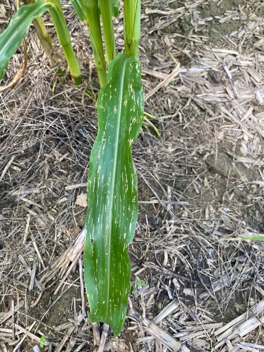 DwaineEddie's tweet photo. Gray Leafspot was confirmed in Cullman County. This was the third straight year in corn and a field that wasn’t able to be sprayed with a fungicide. https://t.co/MsdH06YqeK