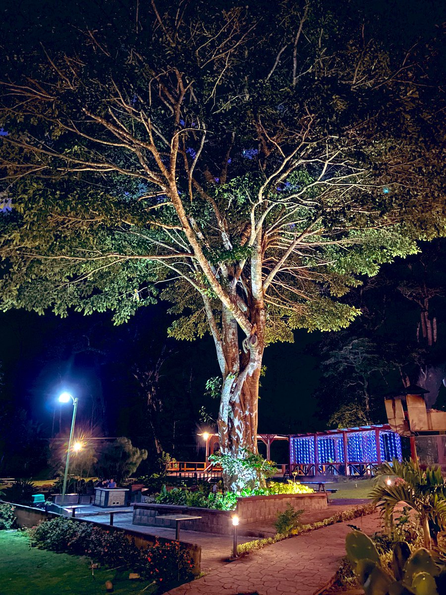 MaruGalvez's tweet image. Chiriquí es la provincia más “instagramable” y punto. 

#HeDicho 

📍Casa Grande Bambito, Tierras Altas