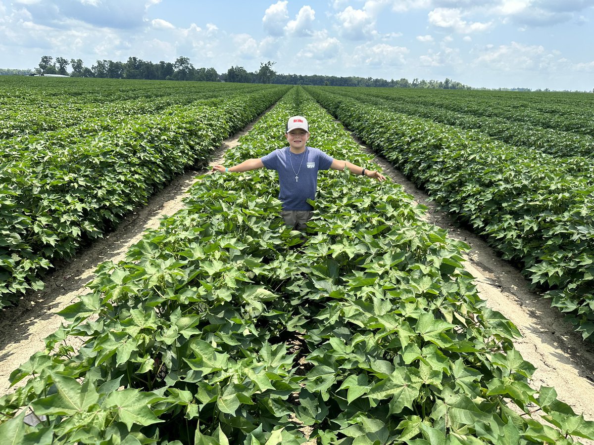 We love the update from this field of PhytoGen® brand PHY 411 W3FE thiiiis much! Shoutout to Louisiana consultant Ashley Peters and his ace cotton scout for sending it in. Comment a photo of your PhytoGen brand varieties below!
