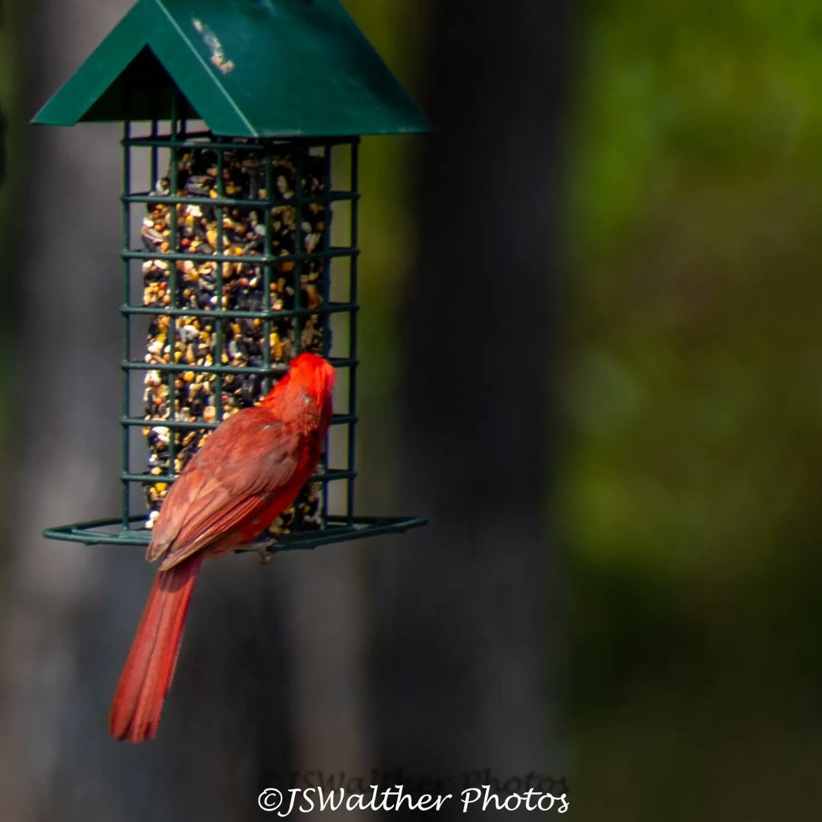 #cardinalbird #birds #cardinal #birdphotography #bird #cardinals  #nature #northerncardinals #cardinalbirds #bird #northerncardinal #birdlovers #birding #naturephotography #birdwatching #audubonsociety  #captures #wildlife #birdsandblooms #redcardinal  #wildlifephotography #red