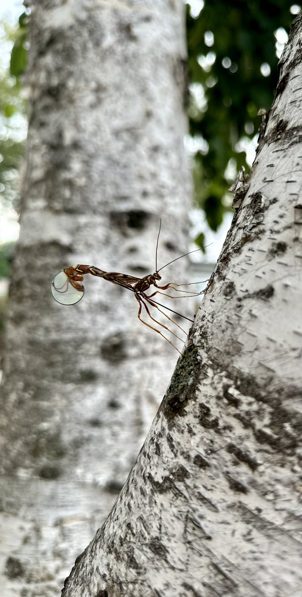 T__Montgomery's tweet photo. A female long-tailed giant ichneumonid wasp (Megarhyssa macrurus) drilling a hole in a tree to lay its eggs on its host grub. @NeblandMagazine #bugs #insects #harmless https://t.co/pQxwKzH25O