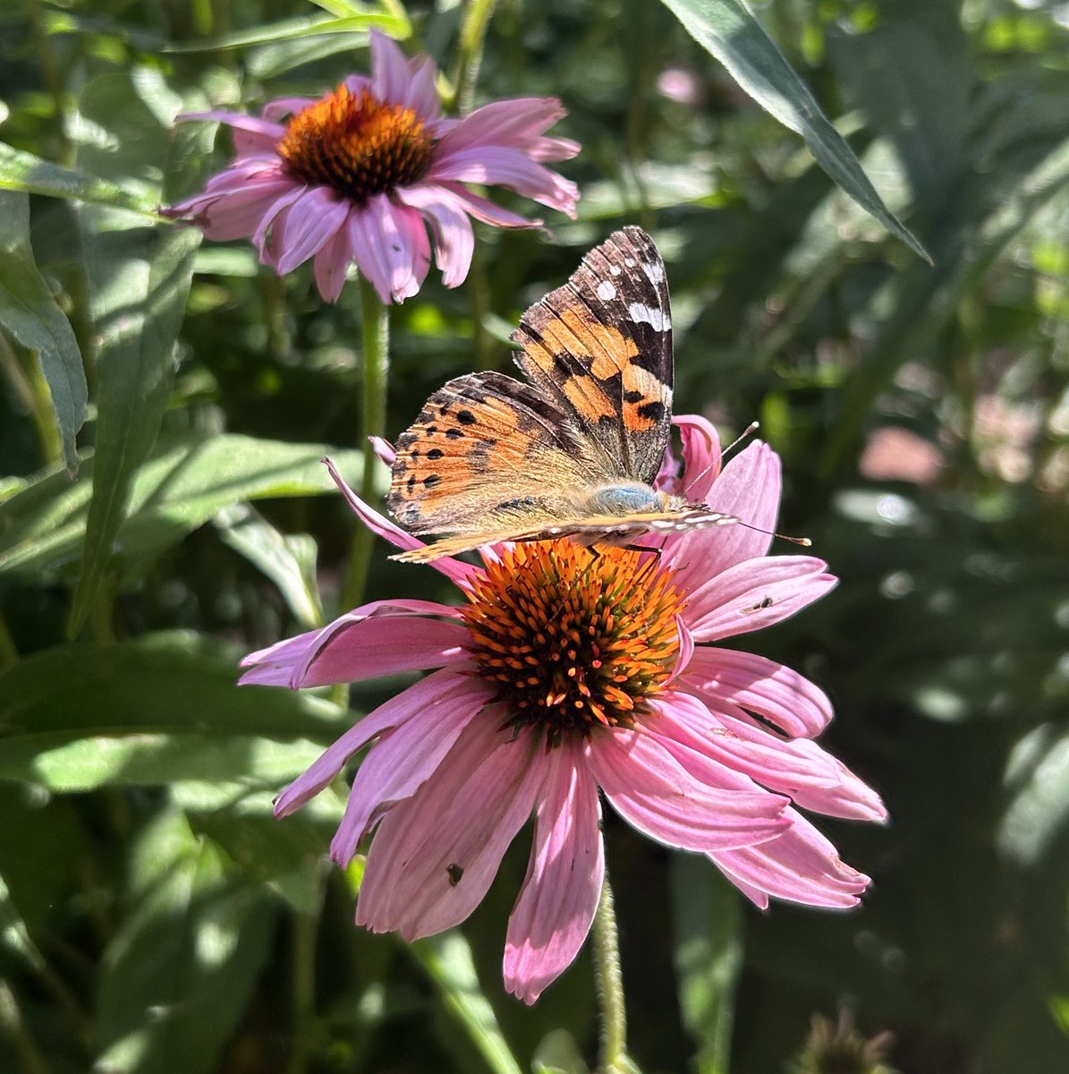 sunbittern's tweet image. painted lady on a coneflower