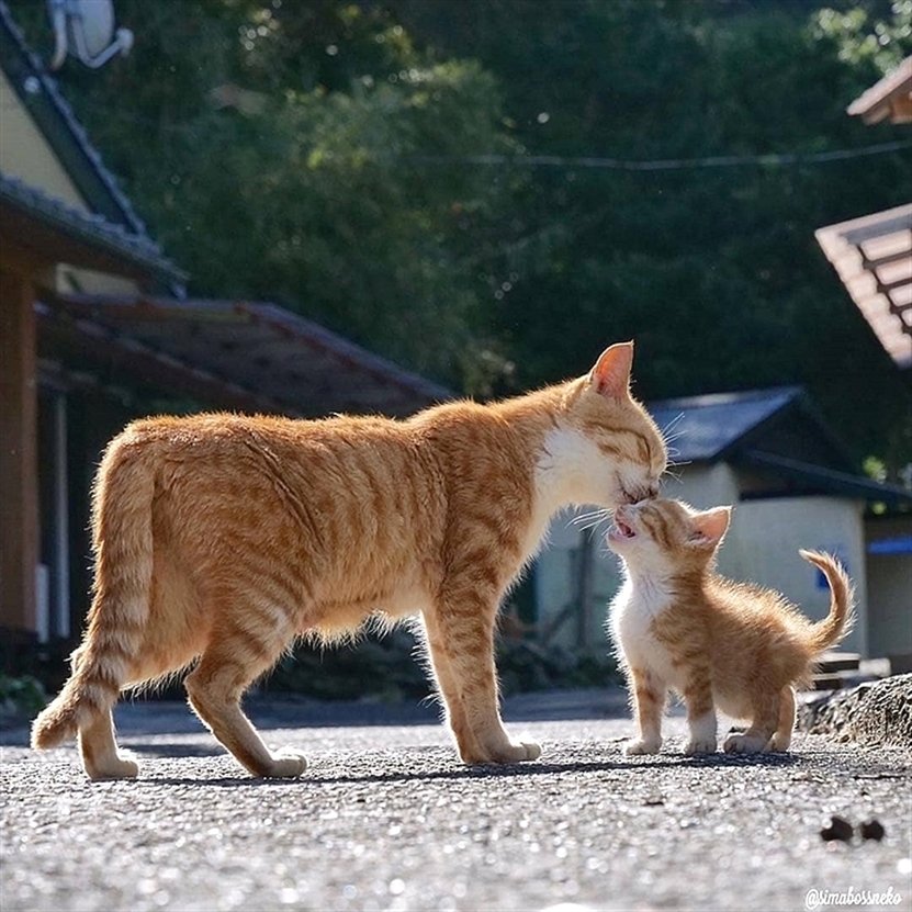 ShouldHaveCat's tweet photo. https://t.co/YMG9c1EzQO