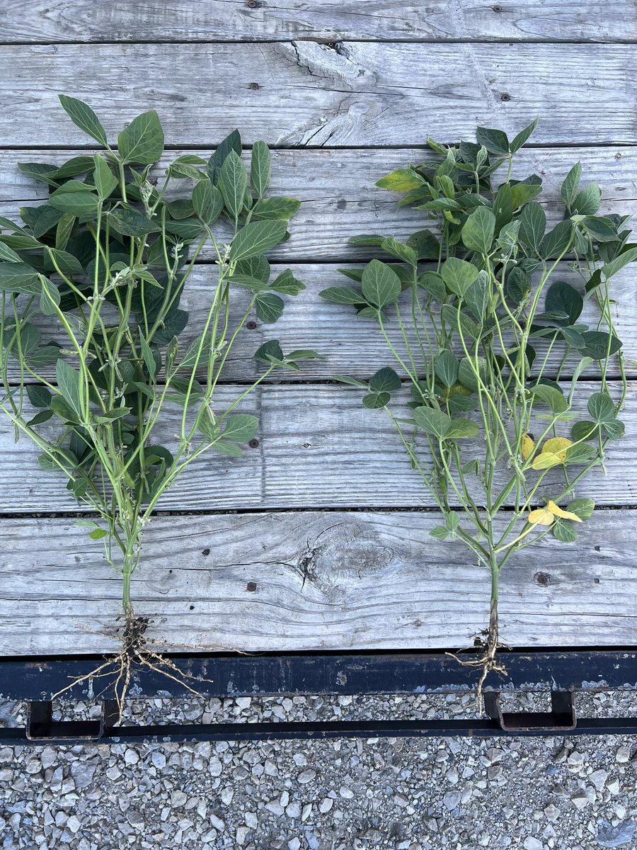 STHFARMS's tweet image. Checking in on April 9th planter soybeans. Overall need some rain but trying to put on pods, counted about 45-47 flowering/podding nodes.