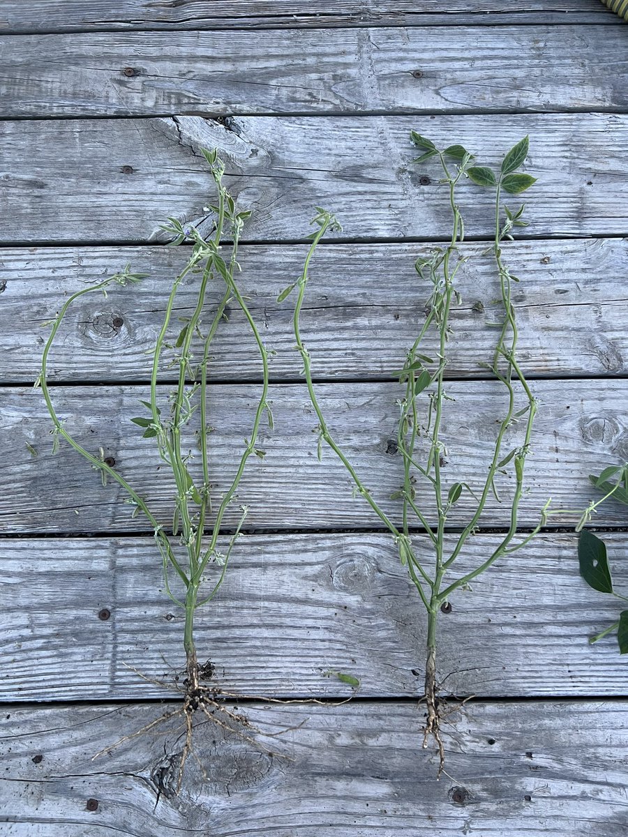 STHFARMS's tweet image. Checking in on April 9th planter soybeans. Overall need some rain but trying to put on pods, counted about 45-47 flowering/podding nodes.