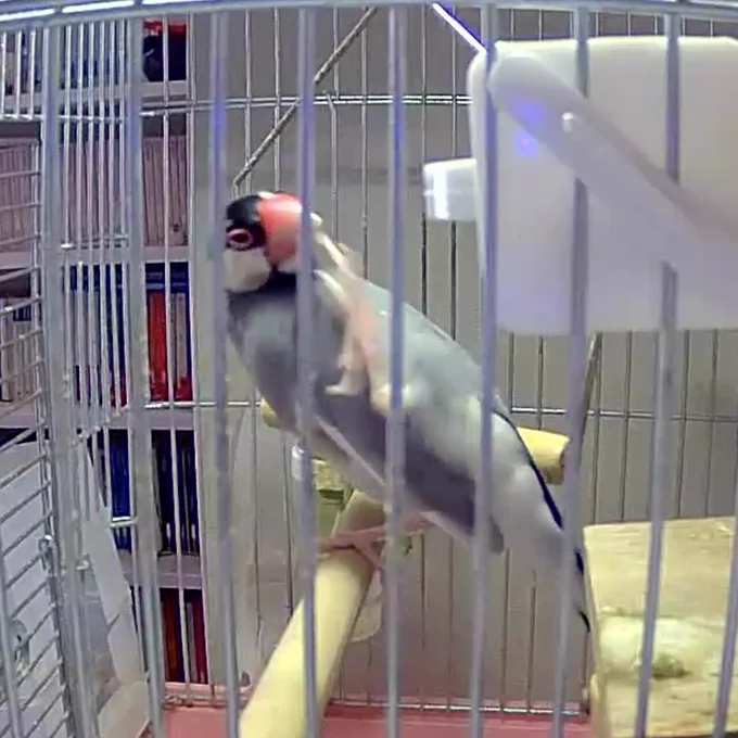 高画質文鳥ずっと見てる。