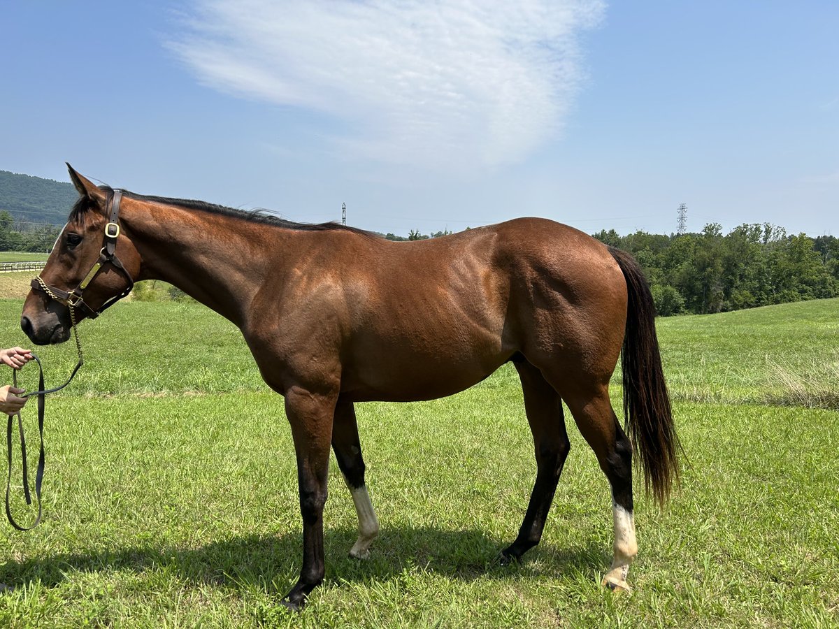 I visited the three horses in training today in Crozet — Locomotive, 3YO chestnut gelding by JJ and two 2YOs — grey filly by Sky Mesa and big bay gelding by Enticed. https://t.co/6pOiIpSXMi