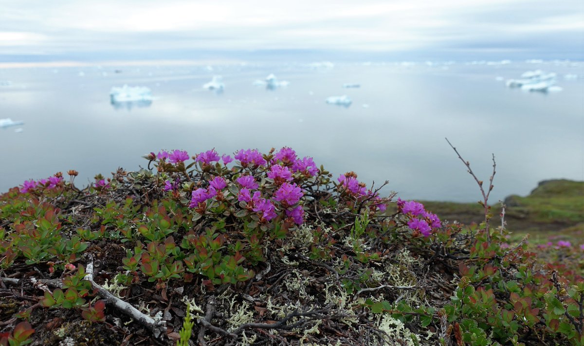 ArcticStationUC's tweet photo. Finally the flowers emerge in the area and with them the pollinators. Happy #ArcticSummer. https://t.co/yqa7bfwsib