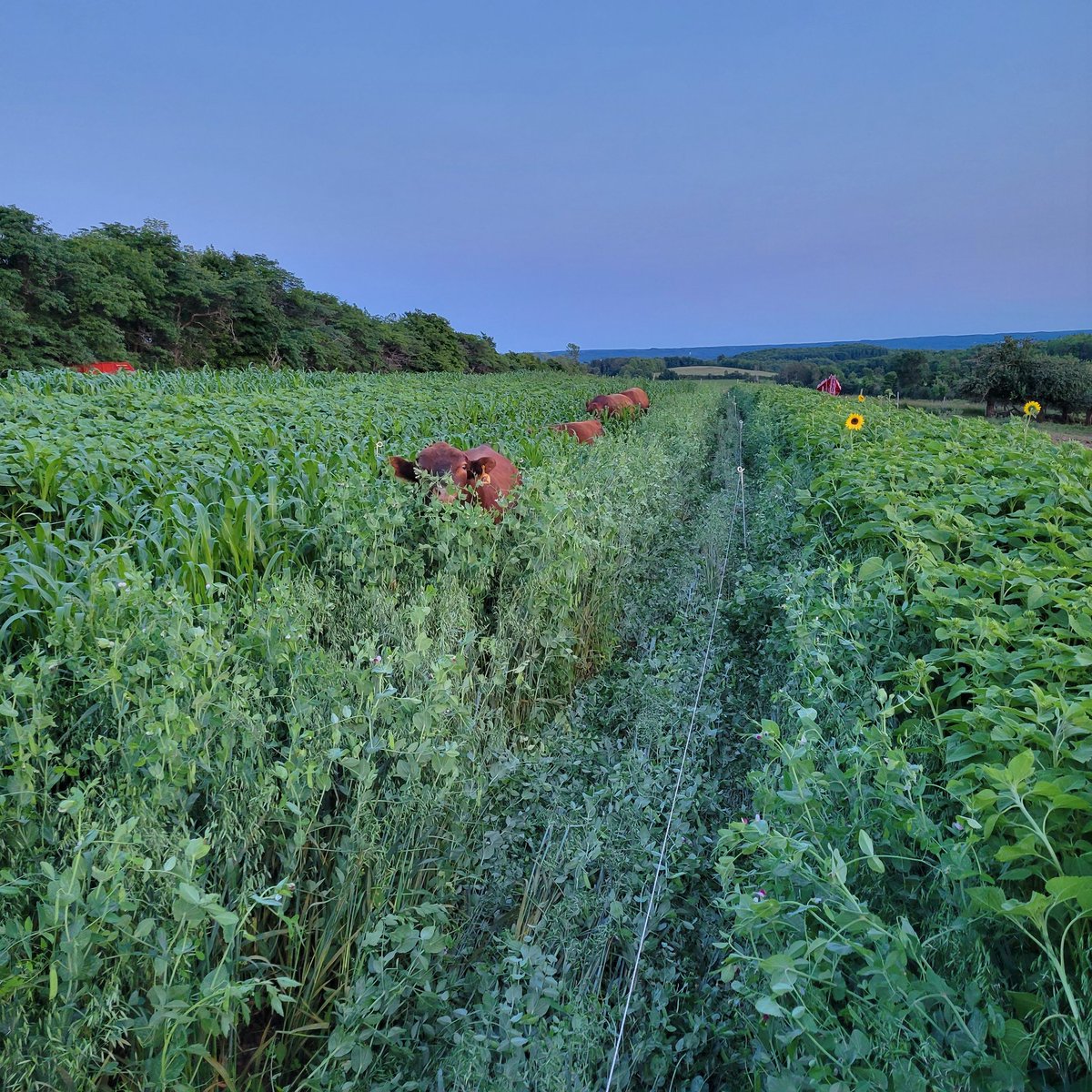 The bulls are playing hide and seek in their new grazing strips.  One strip of oats/peas next to a strip of sorghum.  Hoping the fence keeps them out of the sunflowers.