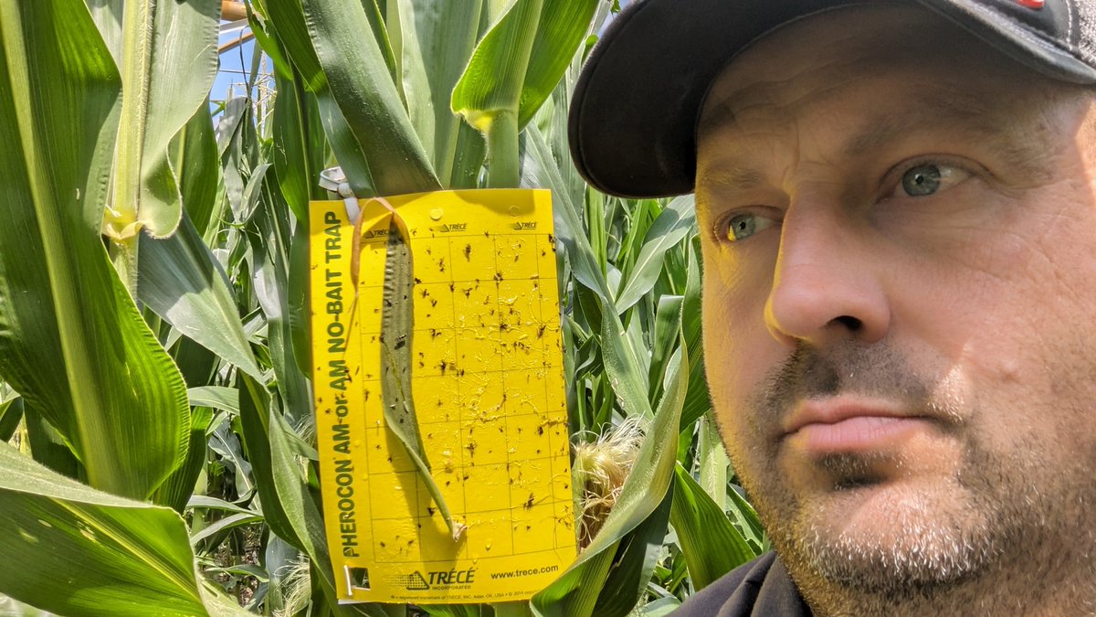 TravisRunge's tweet photo. @BayerTraits @Bayer4Crops @Asgrow_DEKALB @dkc63-90. #Sweepstakes #Contest #rootwormwatch

No rootworms yet https://t.co/yU44AM1Dw7