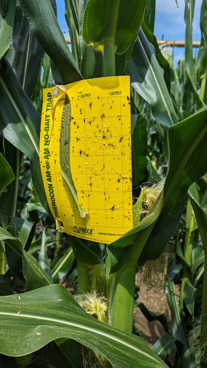 TravisRunge's tweet photo. @BayerTraits @Bayer4Crops @Asgrow_DEKALB @dkc63-90. #Sweepstakes #Contest #rootwormwatch

No rootworms yet https://t.co/yU44AM1Dw7