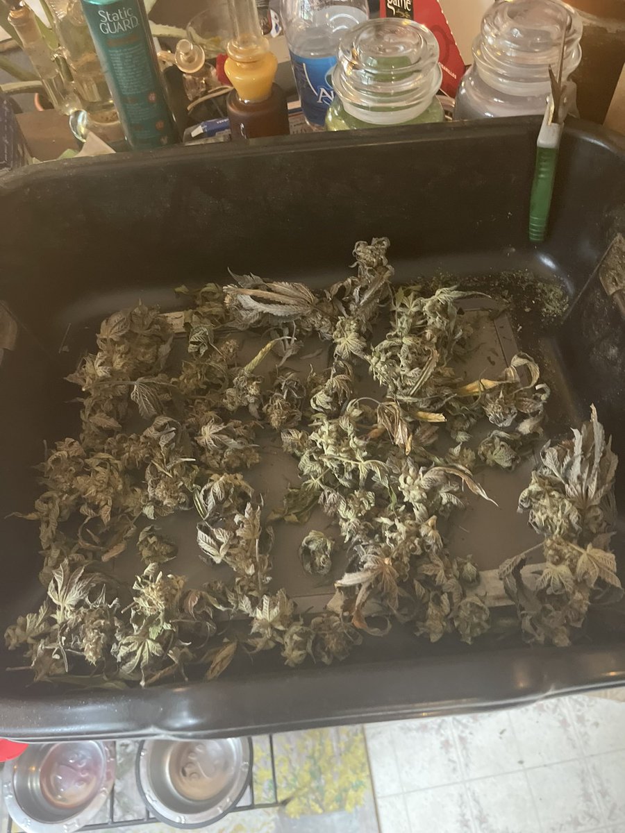TNuts420's tweet photo. @jelynchjr Is it really smoking, if you grow it yourself? https://t.co/i2GSYQK08e