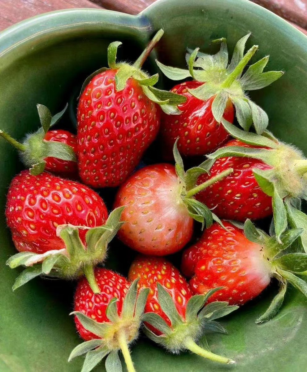 Sky Wings tweet media