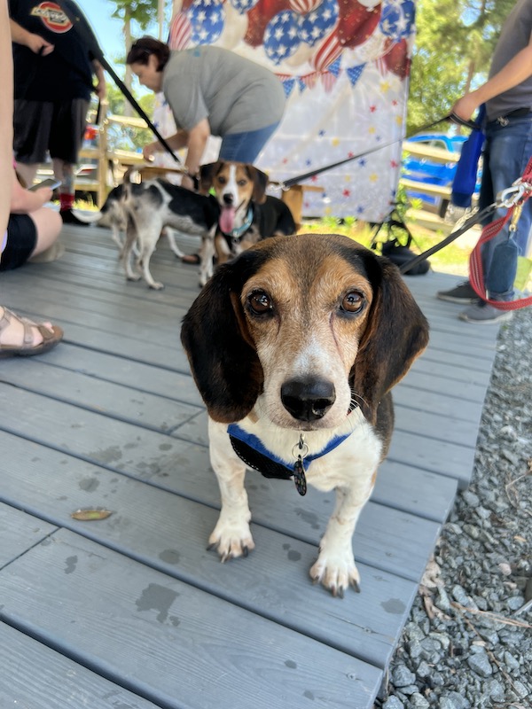 Adoptable #beagle of the day SHAKESPEARE tribeagles.org/product/shakes…