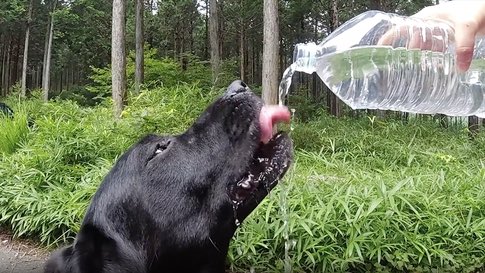 Pets Need Heat Relief, Too
From The Weather Channel iPhone App https://t.co/mE9tlq8Tcr https://t.co/jpFJeKyvUZ