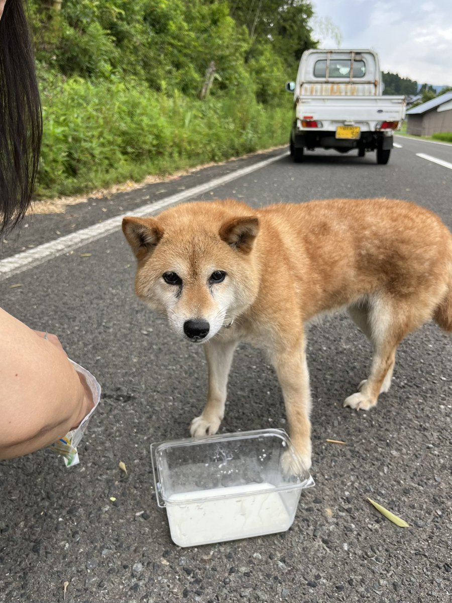 kotohira4's tweet photo. 今朝、神社前の路上で弱っているワンちゃん🐶を発見。雌の柴で赤いバンダナ風の首輪。ミルクと菓子をやって元気回復。現在、社務所で保護しています。#福井県 #越前町 #柴犬 #犬 #保護 #保護犬 #迷子 #迷子犬 #飼い主 #探してます #金刀比羅山宮 https://t.co/oMLxKhA0PP