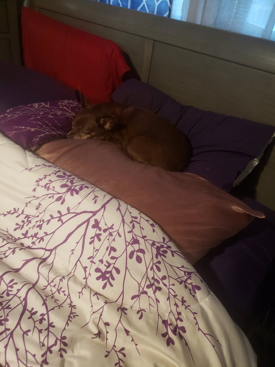 Yeah.. #charliebabybrown has made my side of the bed and pillow his own. And yes he snores. 🙄