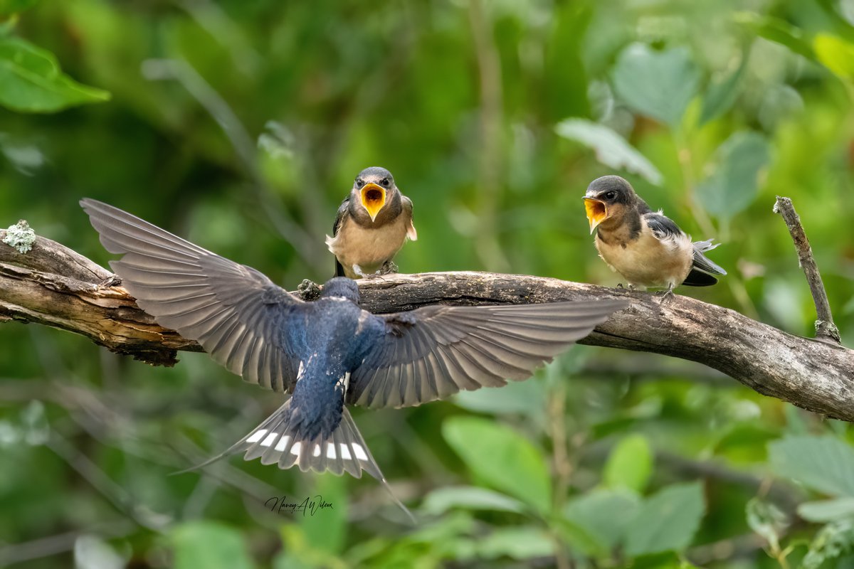Hungry baby Barn Swallows #babybirds #birds #birdphotography #NaturePhotography #BirdTwitter