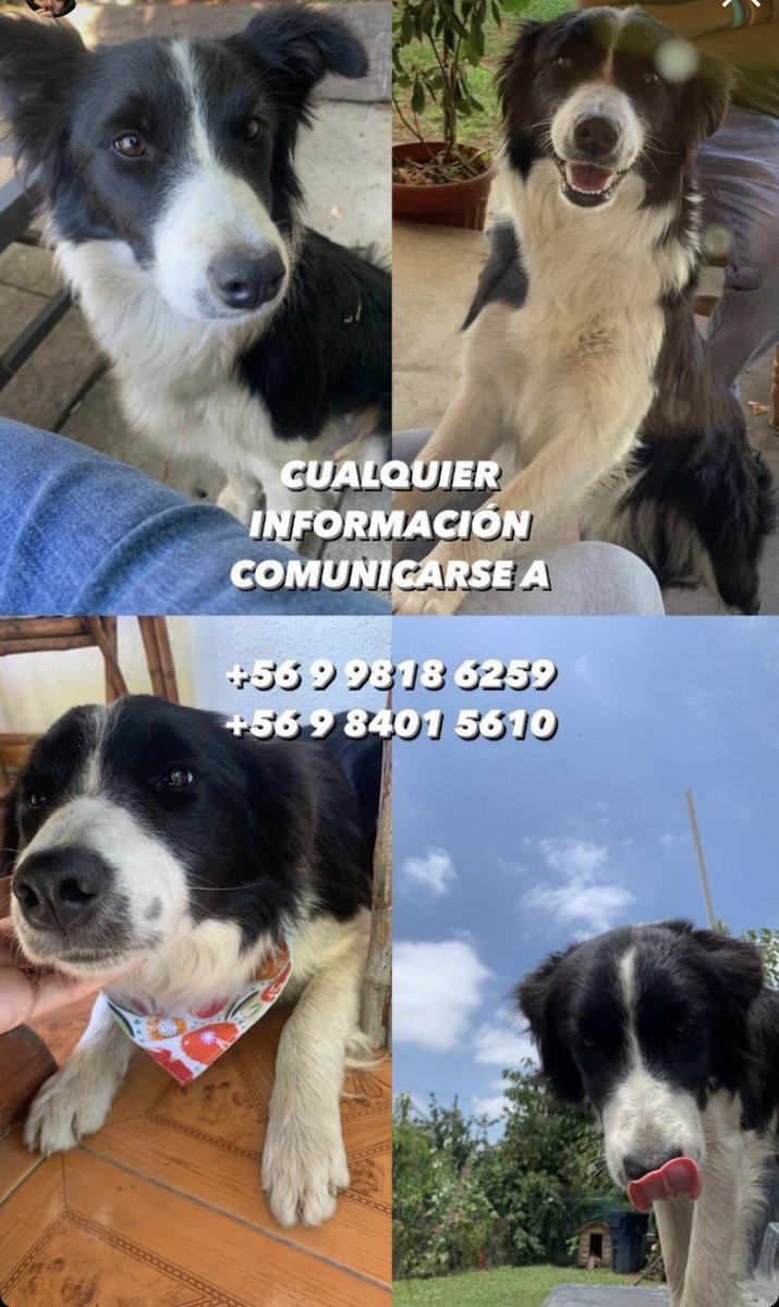 LaRobaRetratos's tweet photo. Perdida (robada) Sector Sur de Talca , Av Colin con Los Patos, es una perrita tímida, parte de nuestra familia, estamos sufriendo y ella también 🥺 Ayúdanos a encontrarla comparte por favor 🙏 Muchas gracias! 
#VamosColoColo #GranHermanoChile 
Garzón
Pavez
Pizarro
Chong https://t.co/Hvzh0K3X31