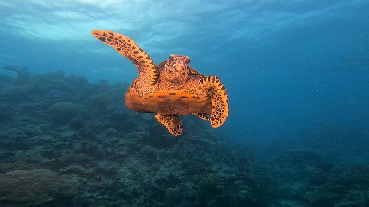 Heading north to Cairns after #ISPGR2023 for a 4-day liveaboard at diving trip at the #GreatBarrierReef. Unbelievable experience with awesome people, great dives, and no internet connection 🙈. Hope everyone made it home safe or had a blast on their continued travels.