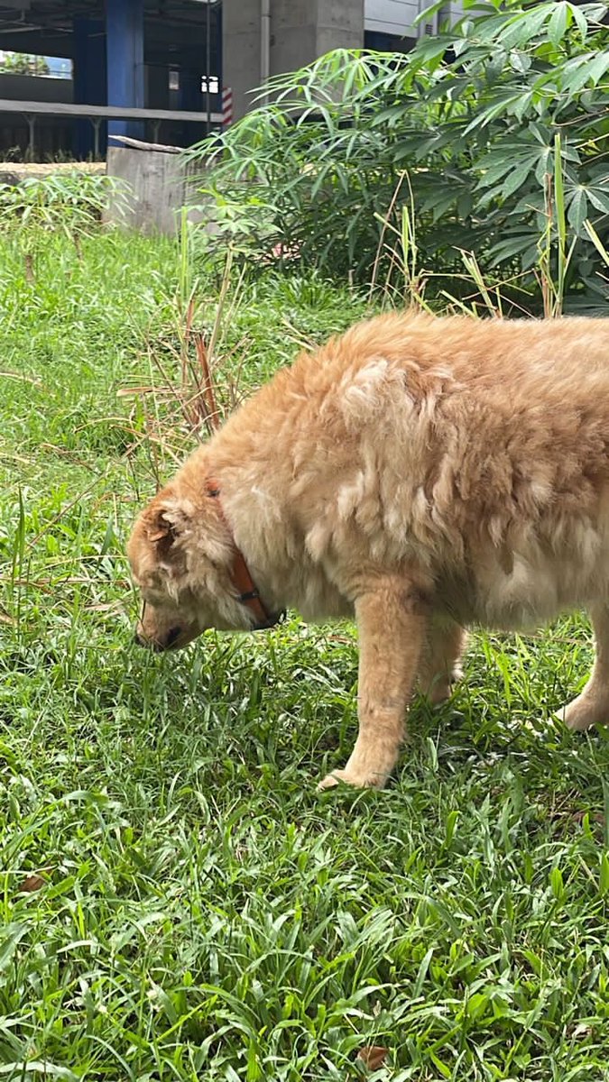 AmeeRamly's tweet photo. HELP ME RT!! 🚨🚨

My friend found this fluffy friendly good boi wandering around at Seksyen 1 Wangsa Maju. Got collar on him so most probably hv owner. 

Kesian dia lapar so my friend fed him ayam goreng the nearest she could found. Help he find his way back home pls! 🙏🙏🥺🥺 https://t.co/DMayuzilYH