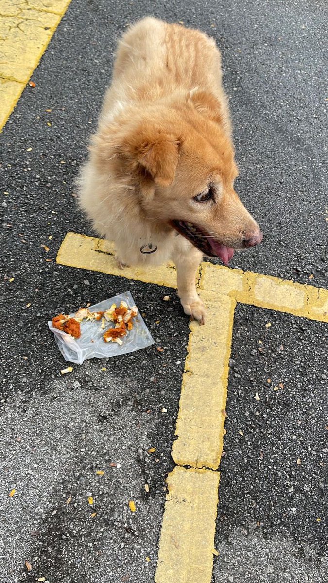 AmeeRamly's tweet photo. HELP ME RT!! 🚨🚨

My friend found this fluffy friendly good boi wandering around at Seksyen 1 Wangsa Maju. Got collar on him so most probably hv owner. 

Kesian dia lapar so my friend fed him ayam goreng the nearest she could found. Help he find his way back home pls! 🙏🙏🥺🥺 https://t.co/DMayuzilYH