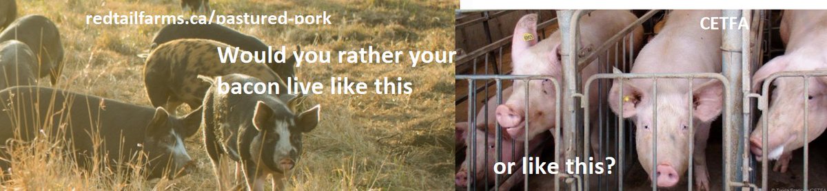 Serious question though... 
Pasture raised pigs means better living for pigs
*Just google Ontario pasture raised pork* 
#ontariopork #ontarioporkproducers #ontag #eatlocal #ontarioagriculture #farminontario #cdnag #foodlandontario