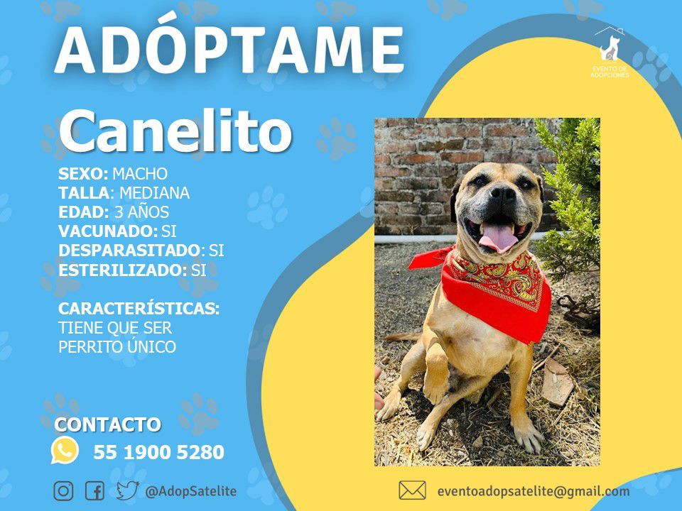 DingoQuinn's tweet photo. Buenas noches, les solicitamos su valiosa ayuda para esté Hermano, muchas gracias!!! 👍🏿🥹🐶🐾 https://t.co/JbmNYbGjrD