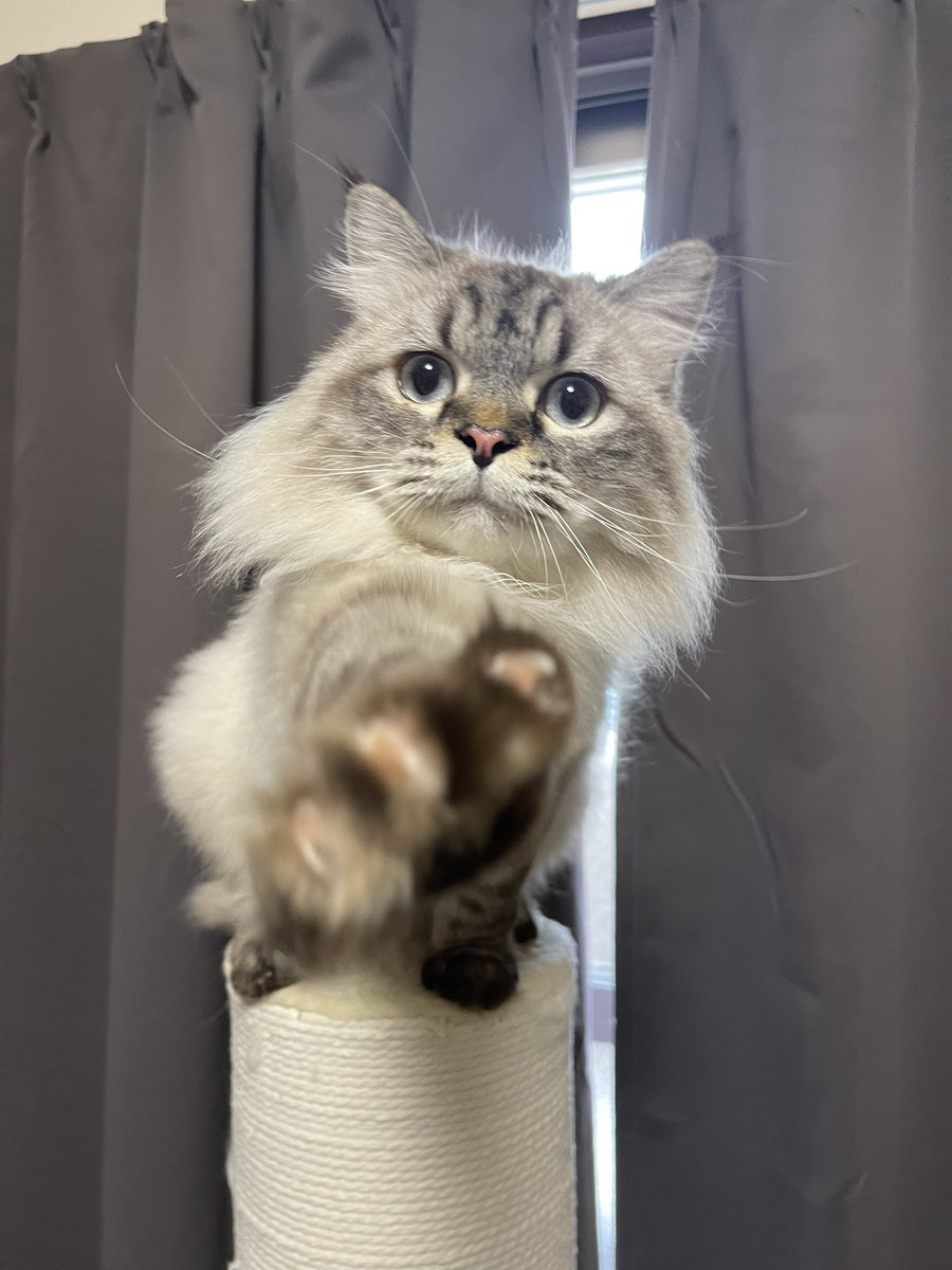 お久しぶりです♪

インスタにどうしても入れなくなってしまいました…何回試しても入れず困っています😓

シャルルですが毎日元気いっぱい駆け回ってます🍀

暑い日が続きますので猫ちゃんも皆様もたくさん水分とってお気をつけてお過ごしくださいね🍉