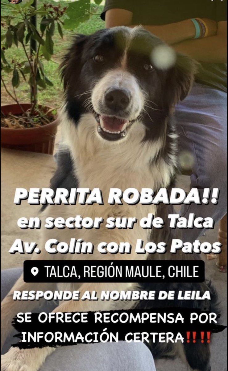 LaRobaRetratos's tweet photo. Perdida (robada) Sector Sur de Talca , Av Colin con Los Patos, es una perrita tímida, parte de nuestra familia, estamos sufriendo y ella también 🥺 Ayúdanos a encontrarla comparte por favor 🙏 Muchas gracias! 
#VamosColoColo #GranhermanoCHV 
Garzón
Pavez
Pizarro
Chong
Trinidad https://t.co/xb9KxfhjQS